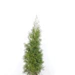 Thuja Emerald 100/120 cm