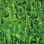 Taxus Media Hicksii 180/200 cm