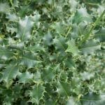 Holly Heckenstar 60/80 cm