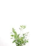 Laurel Novita 60/80 cm