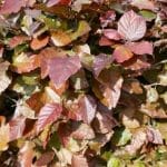 Haie de hêtres rouges - Fagus Sylvatica Atropurpurea en pot 150/175 cm