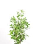 Laurier Rotundifolia 100/125 cm
