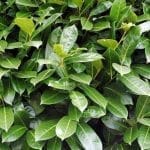 Laurel Etna 150/175 cm