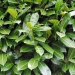 Laurel Etna 80/100 cm