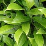 Laurier Genolia en pot 60/80 cm