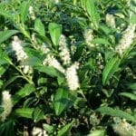 Laurier Herbergii en pot 100/125 cm