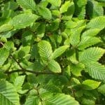 Charme - Carpinus Betulus 80/100 cm