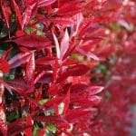 Photinia Fraseri Red Robin - Nèfle brillante 60/80 cm