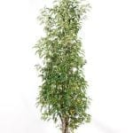 Laurier portugais en pot 125/150 cm