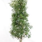 Laurier portugais en pot 150/175 cm