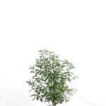 Laurier portugais en pot 60/80 cm